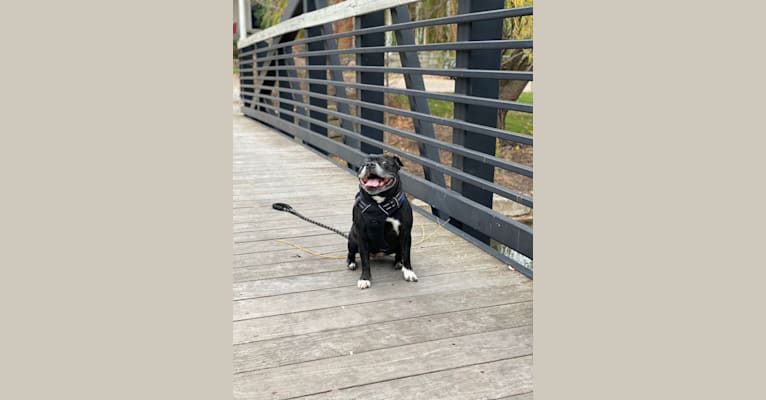 Emily, a Staffordshire Bull Terrier tested with EmbarkVet.com