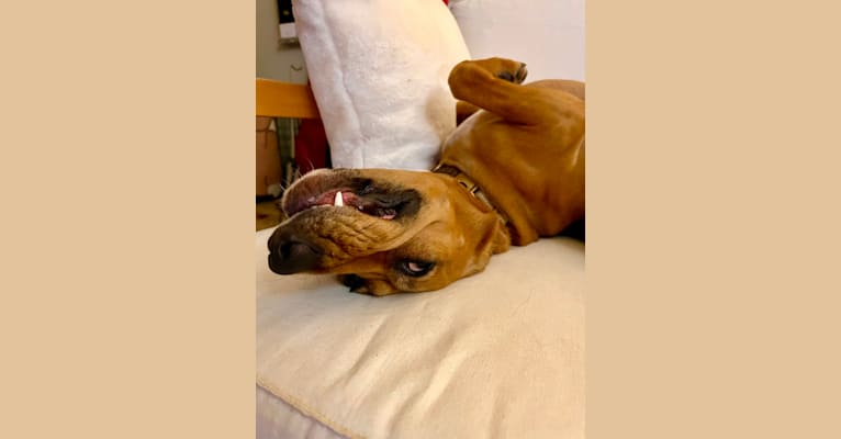Zoe, a Beagle and German Shepherd Dog mix tested with EmbarkVet.com