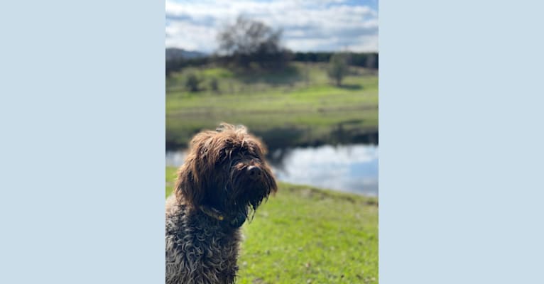 Photo of Hankster the Gangster, a Wirehaired Pointing Griffon  in Preston, ID, USA