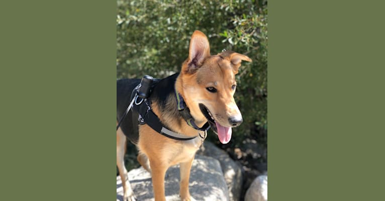 Shainee, a German Shepherd Dog and Australian Cattle Dog mix tested with EmbarkVet.com
