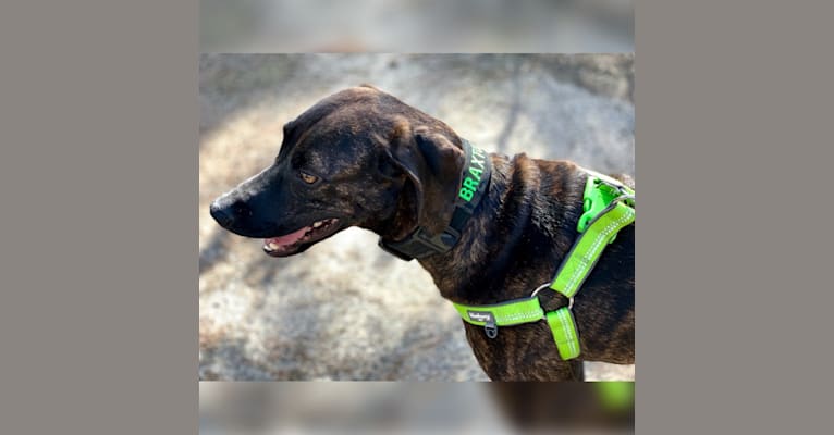 Braxton, a Mountain Cur tested with EmbarkVet.com