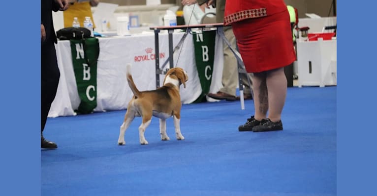 Photo of Peter, a Beagle  in Angola, IN, USA