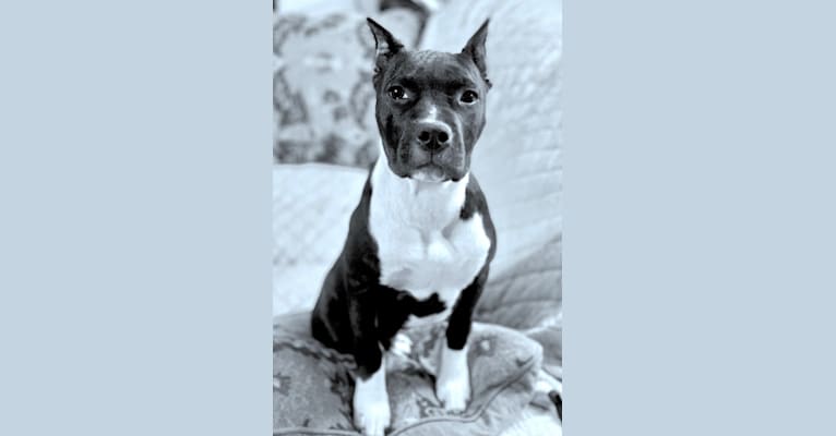Photo of Dratini, an American Staffordshire Terrier  in Monroe, GA, USA