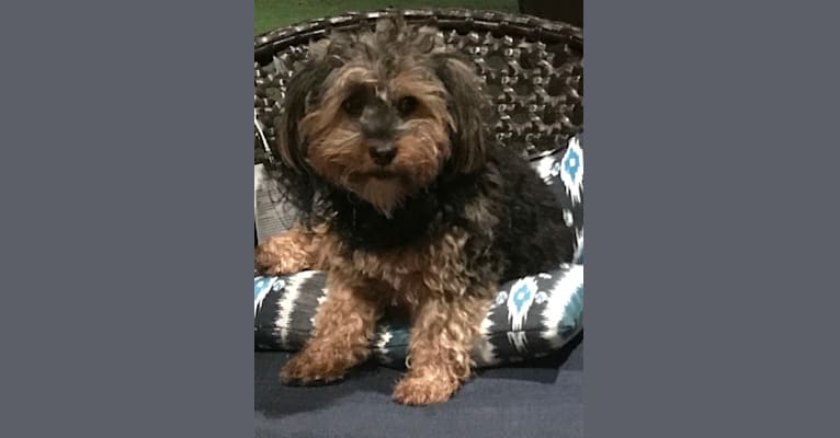 Bella, a Yorkshire Terrier and Shih Tzu mix tested with EmbarkVet.com