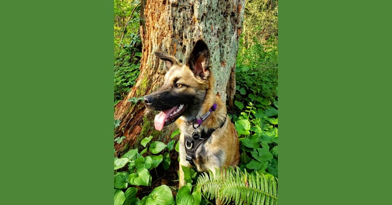 Lucy, a Formosan Mountain Dog tested with EmbarkVet.com