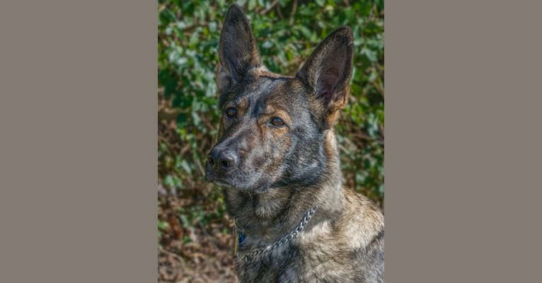 Judah, a German Shepherd Dog tested with EmbarkVet.com