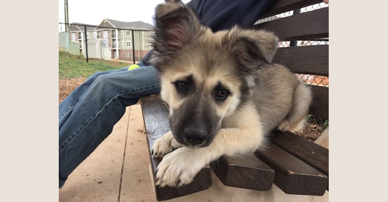 great pyrenees x german shepherd