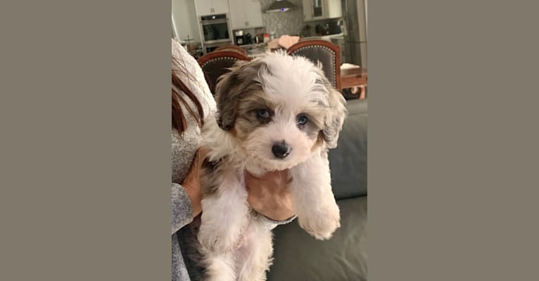 Embark Dog DNA Test Breed