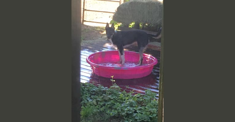 Ollie, a Border Collie tested with EmbarkVet.com