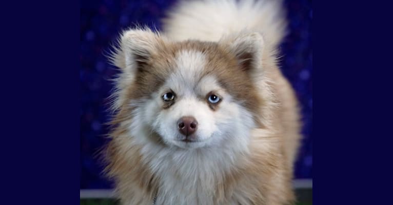 Photo of Lacy, a Pomsky  in Allerton, IA, USA