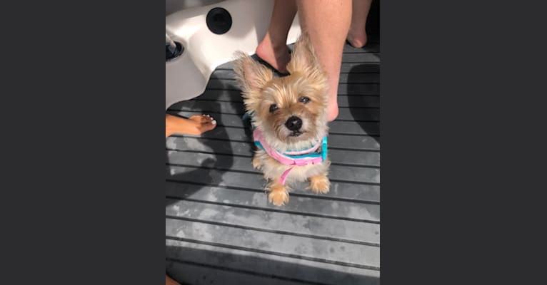 Photo of Molly, a Yorkshire Terrier, Cairn Terrier, Chihuahua, and Poodle (Small) mix in Riverside, California, USA
