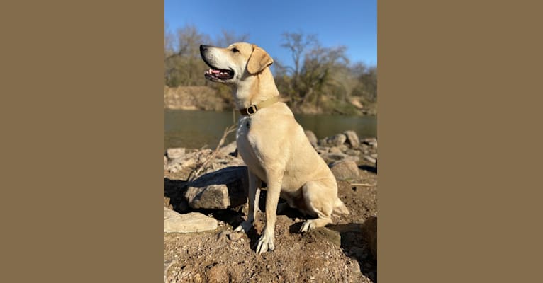 Photo of Bandit, a Great Pyrenees, Labrador Retriever, American Pit Bull Terrier, and Border Collie mix in Austin, Texas, USA