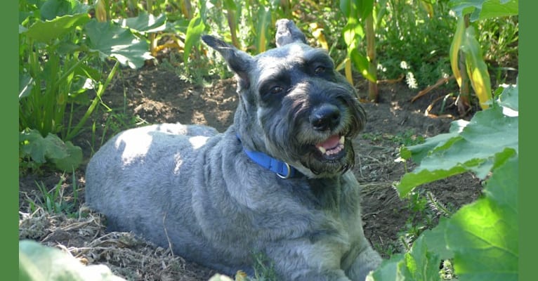 Ingrid, a Giant Schnauzer tested with EmbarkVet.com