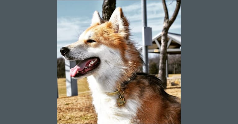 Dean, a Siberian Husky and German Shepherd Dog mix tested with EmbarkVet.com
