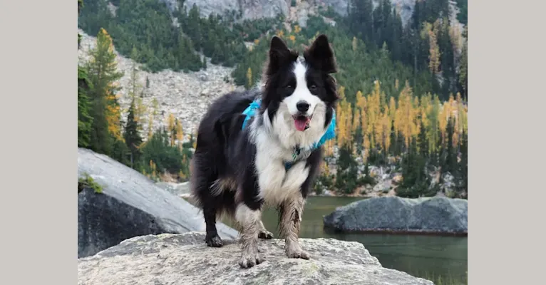 Kida, a Border Collie tested with EmbarkVet.com