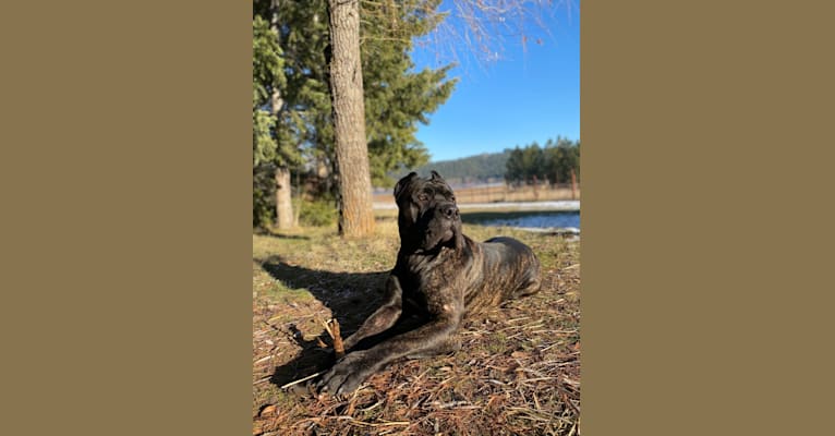 Riggs, a Boerboel and Neapolitan Mastiff mix tested with EmbarkVet.com