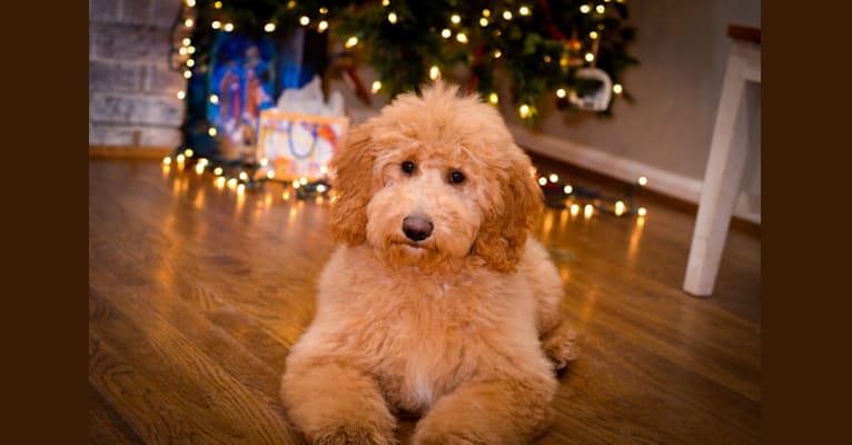 Timberidge's Sugar Maple, a Goldendoodle tested with EmbarkVet.com
