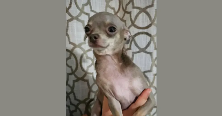 Megan, a Chihuahua tested with EmbarkVet.com