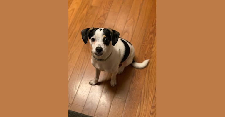 Santino, a German Shorthaired Pointer and Rat Terrier mix tested with EmbarkVet.com