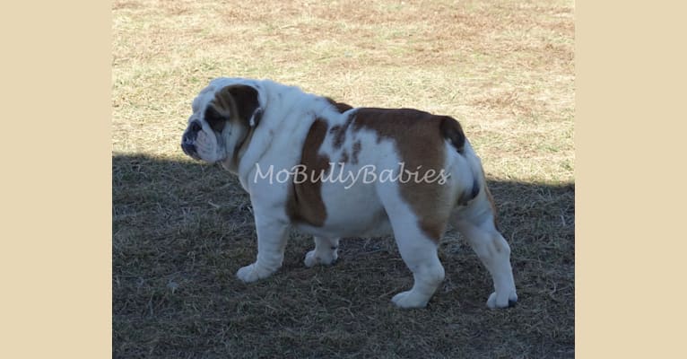 Rixie, a Bulldog tested with EmbarkVet.com