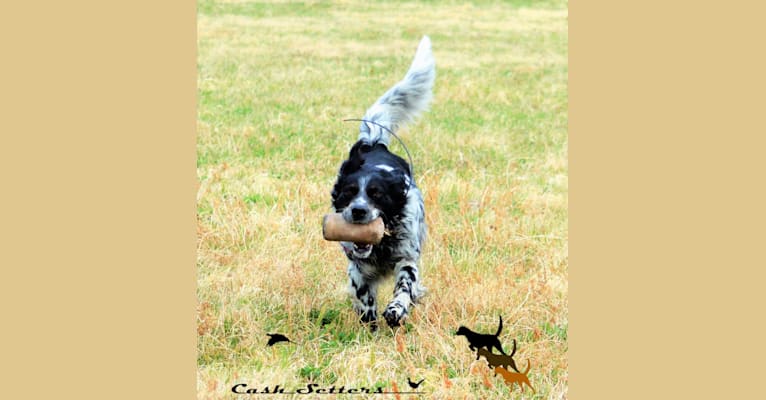 Pal, a Llewellin Setter tested with EmbarkVet.com