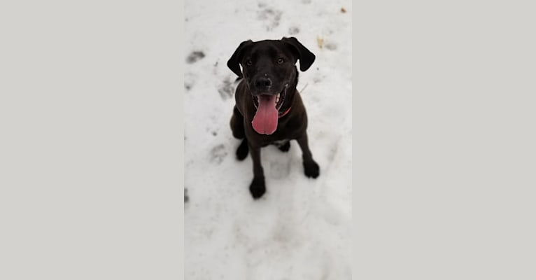 Bode, a Labrador Retriever and Coonhound mix tested with EmbarkVet.com