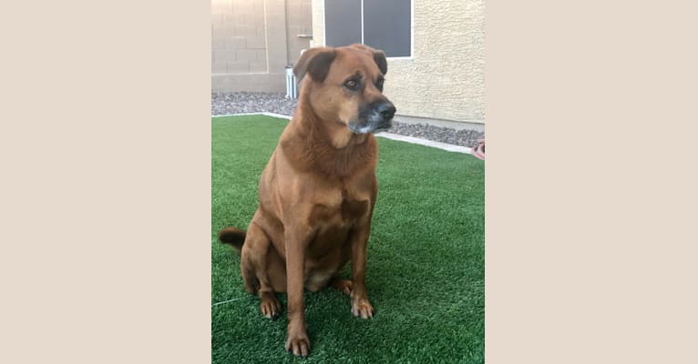 Photo of Piper, a Rottweiler, Chow Chow, and Mixed mix in Phoenix, Arizona, USA