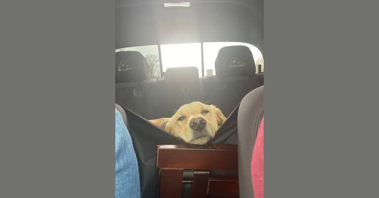 Walton, a Labrador Retriever and Beagle mix tested with EmbarkVet.com