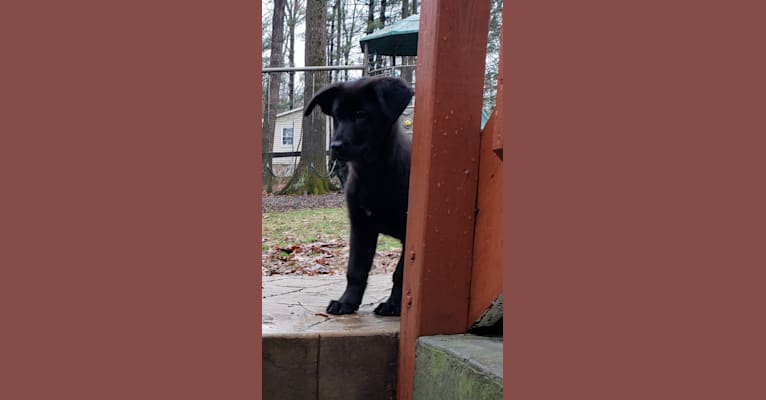 Remi, a German Shepherd Dog and Newfoundland mix tested with EmbarkVet.com