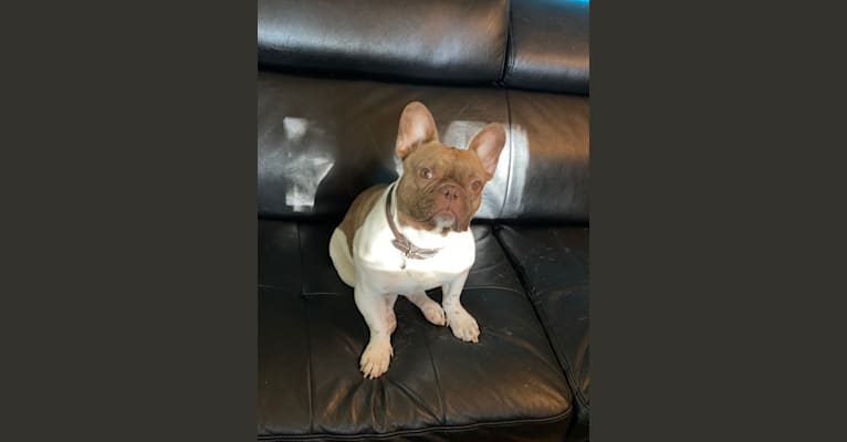 Winston, a French Bulldog tested with EmbarkVet.com