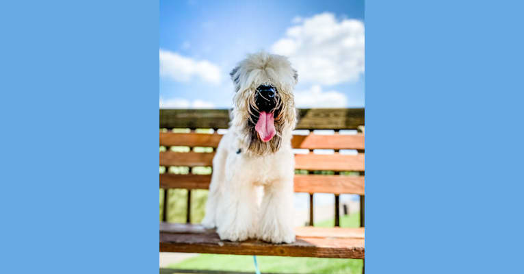 Boone's Winsome Beau Dandy, a Soft Coated Wheaten Terrier tested with EmbarkVet.com