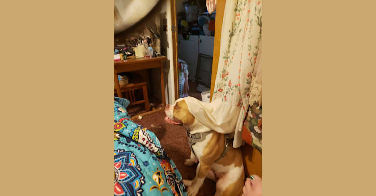 Photo of Sarah Jo (Mr. Sarah Jofus, Large Marge, Mom's Jofie), an American Bulldog  in Lebanon, MO, USA