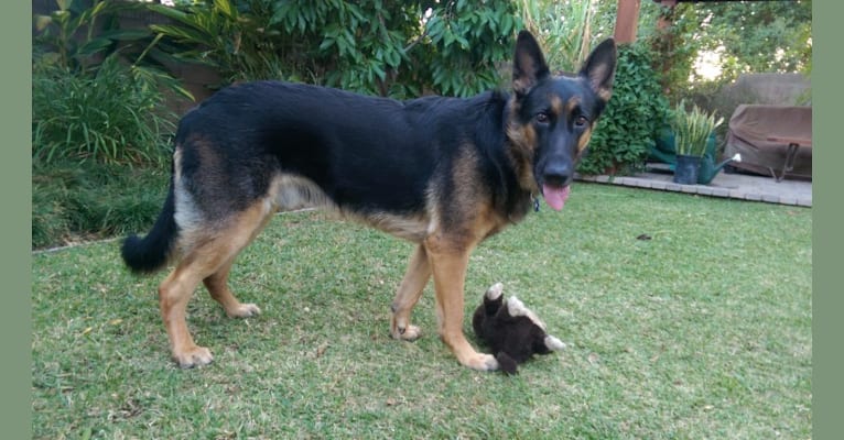Mango, a German Shepherd Dog tested with EmbarkVet.com