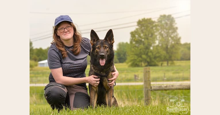 Akira, a German Shepherd Dog tested with EmbarkVet.com