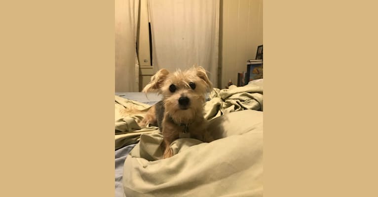 Photo of Jack, a Yorkshire Terrier, Chinese Crested, and Mixed mix in Oregon, USA