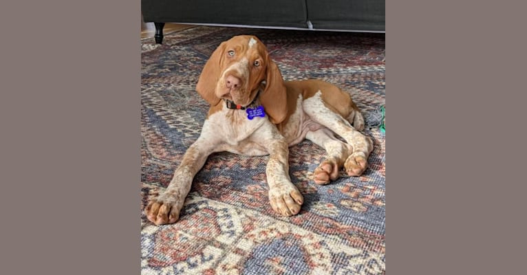 Archie, a Bracco Italiano tested with EmbarkVet.com