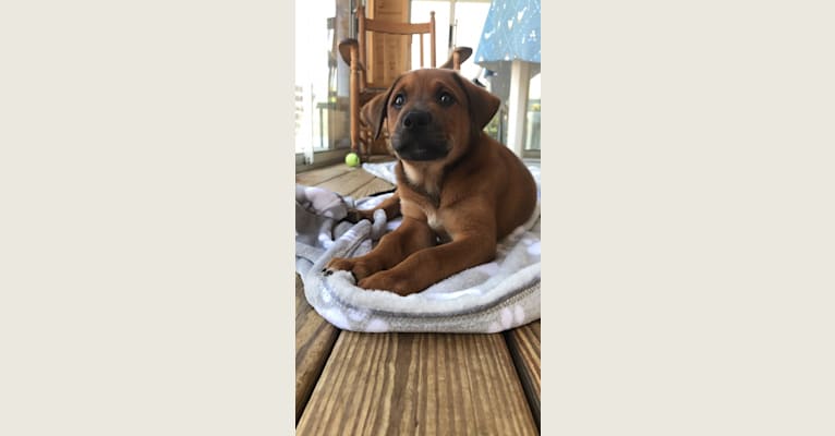 Beau, a Labrador Retriever and German Shepherd Dog mix tested with EmbarkVet.com