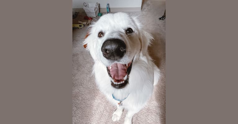 Photo of Finn, a Great Pyrenees and Beagle mix in Manchester, Connecticut, USA