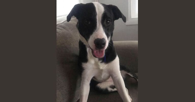 Pit and shepherd mix discount