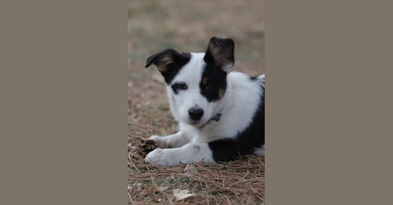 Jax, an Australian Cattle Dog and German Shepherd Dog mix tested with EmbarkVet.com