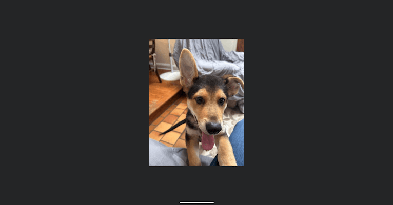 Login, a German Shepherd Dog (8.1% unresolved) tested with EmbarkVet.com