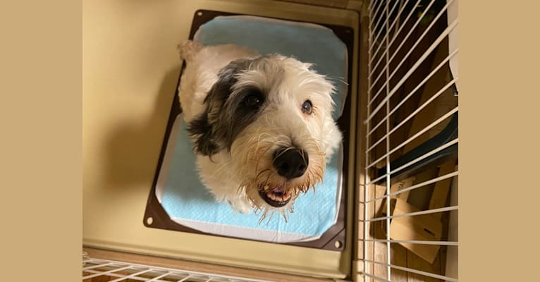 Besunny, a Sealyham Terrier tested with EmbarkVet.com