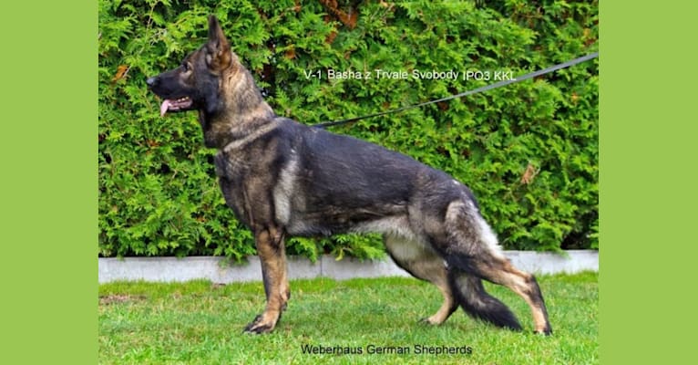 Basha, a German Shepherd Dog tested with EmbarkVet.com