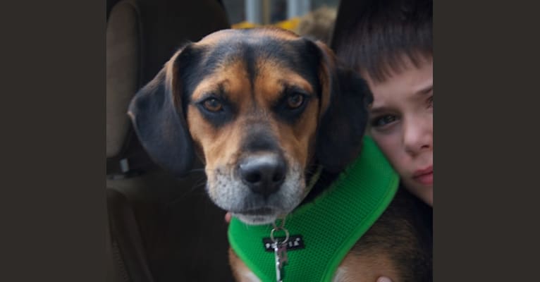 Scout, a Beagle and Boxer mix tested with EmbarkVet.com