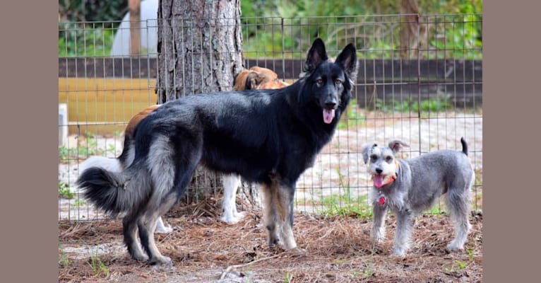 Kona, a Shiloh Shepherd tested with EmbarkVet.com