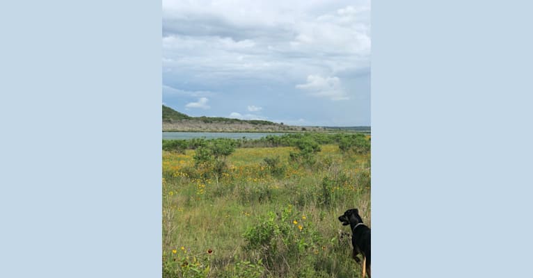 Photo of Koda, a German Shepherd Dog, Australian Shepherd, and Mixed mix in Leander, Texas, USA