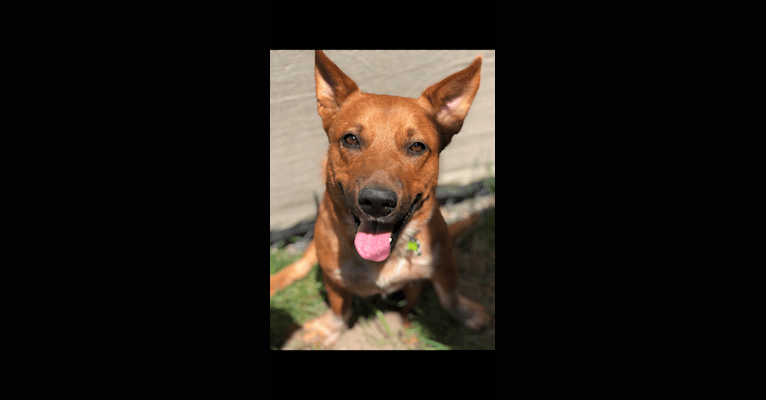 Kit, an Australian Cattle Dog and American Pit Bull Terrier mix tested with EmbarkVet.com
