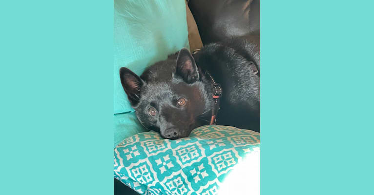 Reilly, a Schipperke and Rat Terrier mix tested with EmbarkVet.com