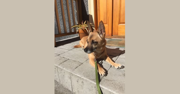 Daisy, a Rottweiler and American Eskimo Dog mix tested with EmbarkVet.com