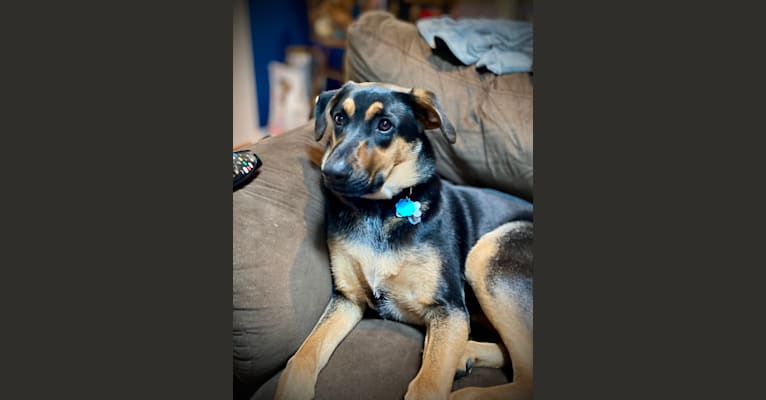 Wesley, a German Shepherd Dog and Mountain Cur mix tested with EmbarkVet.com